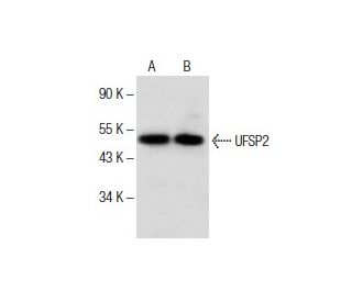 UFSP2 Antibody (C-7) - Western Blotting - Image 153715 
