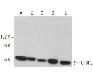 UFSP2 Antibody (G-11) - Western Blotting - Image 367164 