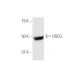 UGCG Antibody (1E5) - Western Blotting - Image 347584 
