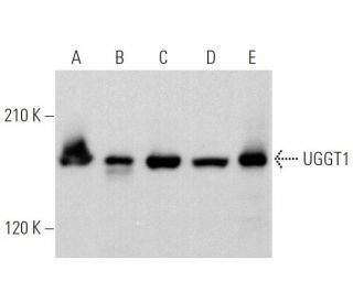 UGGT1 Antibody (H-9) - Western Blotting - Image 360712 