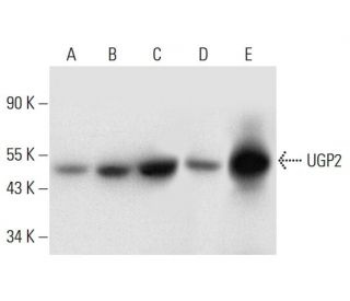 UGP2 Antibody (B-3) - Western Blotting - Image 317985 