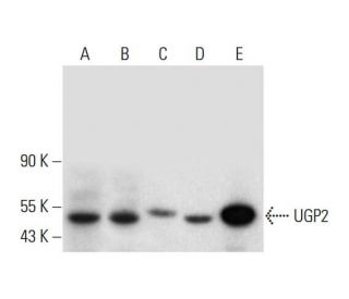UGP2 Antibody (C-6) - Western Blotting - Image 317984 