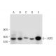 UGP2 Antibody (C-6) - Western Blotting - Image 317984 
