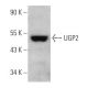 UGP2 Antibody (C-6) - Western Blotting - Image 369374 