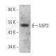 UGP2 Antibody (C-6) - Western Blotting - Image 369377