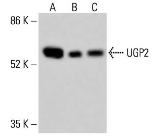UGP2 Antibody (B-3) - Western Blotting - Image 414896