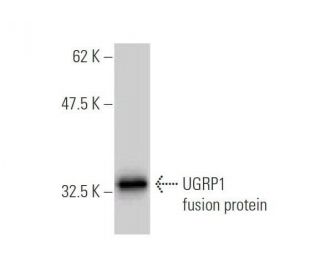 UGRP1 Antibody (1B2) - Western Blotting - Image 350329
