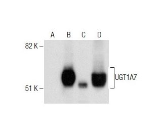 western blotting image from recommended UGT1A (B-4) monoclonal antibody replacement. Image 282101