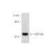 UGT1A6 Antibody (C-12) - Western Blotting - Image 333490 