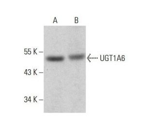 UGT1A6 Antibody (C-12) - Western Blotting - Image 351864 