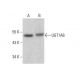 UGT1A6 Antibody (C-12) - Western Blotting - Image 351864 