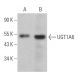 UGT1A6 Antibody (C-12) - Western Blotting - Image 362864