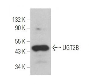 western blotting image from recommended UGT2B (E-6) monoclonal antibody replacement. Image 364027