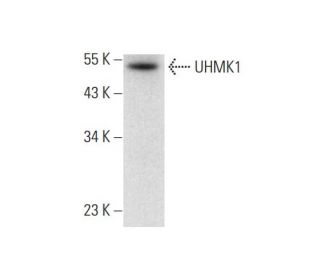 UHMK1 Antibody (C-2) - Western Blotting - Image 296974 