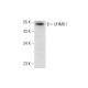UHMK1 Antibody (C-2) - Western Blotting - Image 296974 