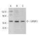 UHMK1 Antibody (C-2) - Western Blotting - Image 365934