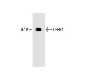 UHRF1 Antibody (28) - Western Blotting - Image 127550