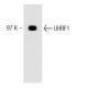 UHRF1 Antibody (28) - Western Blotting - Image 127550