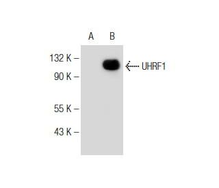 UHRF1 Antibody (C-9) - Western Blotting - Image 139504