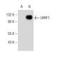 UHRF1 Antibody (C-9) - Western Blotting - Image 139504