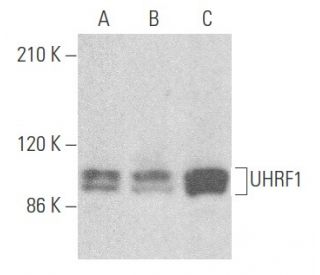 UHRF1 Antibody (G-2) - Western Blotting - Image 355630 