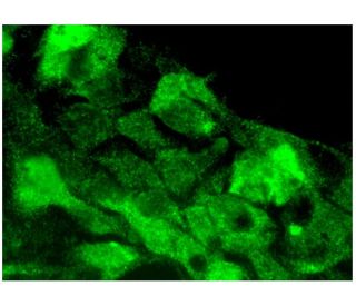 UHRF1 Antibody (G-3) - Immunofluorescence - Image 296797 