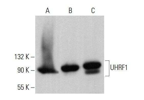 UHRF1 Antibody (H-8) | SCBT - Santa Cruz Biotechnology