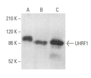 UHRF1 Antibody (H-8) - Western Blotting - Image 356745