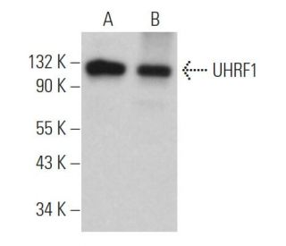 UHRF1 Antibody (G-2) - Western Blotting - Image 362072