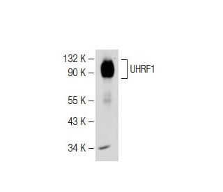 UHRF1 Antibody (G-2) - Western Blotting - Image 113858 