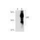 UIP1 Antibody (C-2) - Western Blotting - Image 293095
