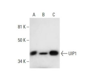 UIP1 Antibody (C-2) - Western Blotting - Image 294465 