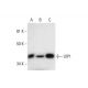 UIP1 Antibody (C-2) - Western Blotting - Image 294465 