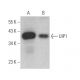 UIP1 Antibody (C-2) - Western Blotting - Image 372076 