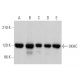 This polyclonal antibody has been discontinued. See our recommended <a href="ukhc-antibody-f-5">UKHC (F-5)</a> monoclonal antibody (sample data shown). western blotting image from recommended UKHC (F-5) monoclonal antibody replacement. Image 359752