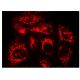 ULBP1 Antibody (3F1) - Immunofluorescence - Image 142906 
