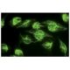 ULBP2 Antibody (6F6) - Immunofluorescence - Image 15898