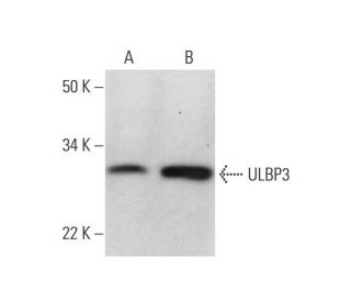 ULBP3 Antibody (D-1) - Western Blotting - Image 290818SAM Transcription Activation: SAM system utilizing dCas9-VP64, MS2-P65-HSF1, and sgRNA for precise gene transcription activation.