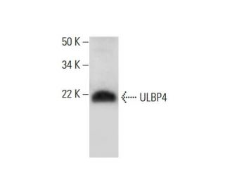 ULBP4 Antibody (C-11) - Western Blotting - Image 290005 