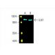 western blotting image from recommended ULK1 (F-4) monoclonal antibody replacement. Image 393435