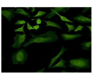 ULK2 Antibody (2A12) - Immunofluorescence - Image 351763 