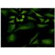ULK2 Antibody (2A12) - Immunofluorescence - Image 351763 