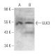 ULK3 Antibody (1404CT148.89.25) - Western Blotting - Image 374600