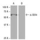 ULK4 Antibody (MH-49) - Western Blotting - Image 65088