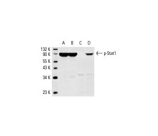 UltraCruz® Autoradiography Film | SCBT - Santa Cruz Biotechnology