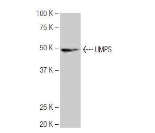 UMPS Antibody (3H6) - Western Blotting - Image 65089 