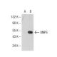 UMPS Antibody (3H6) - Western Blotting - Image 72705 