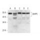 UMPS Antibody (A-9) - Western Blotting - Image 300640 