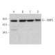 UMPS Antibody (A-9) - Western Blotting - Image 372449 