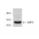 UMPS Antibody (A-9) - Western Blotting - Image 372451